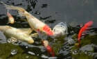 koi pond in spring
