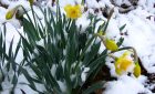 dutch style landscaping spring cleanup toronto
